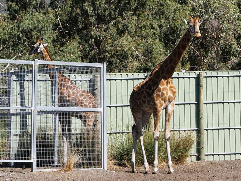 Halls Gap Zoo