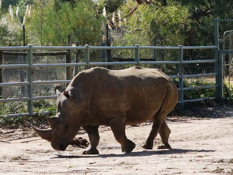 Halls Gap Zoo