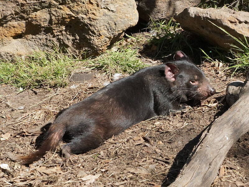 Halls Gap Zoo