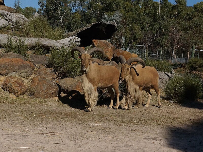 Halls Gap Zoo