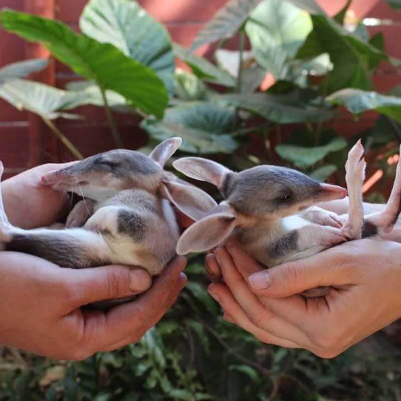 Halls Gap Zoo - Happy Wanderer