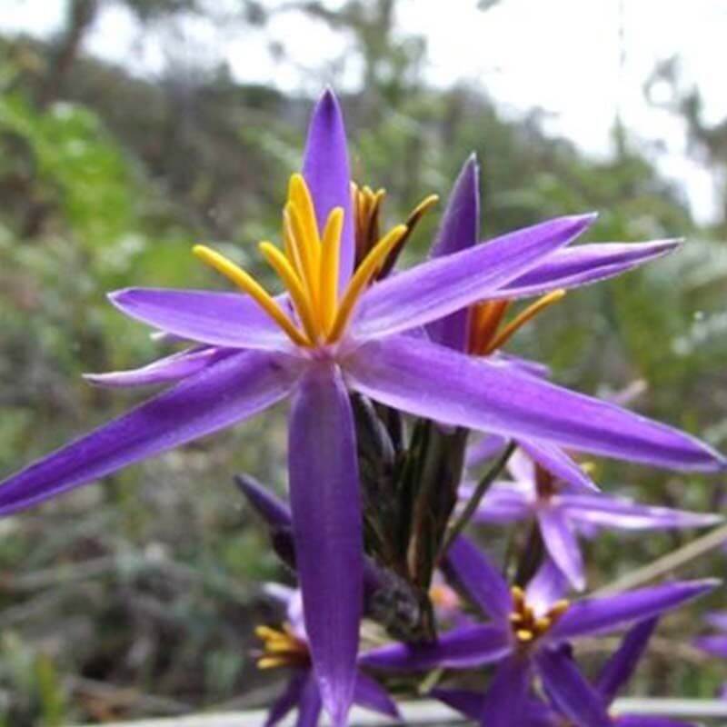 Wildflowers - Happy Wanderer