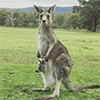 The Happy Wanderer Resort - The Grampians