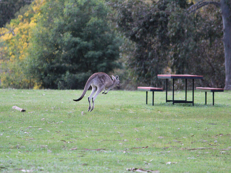 Happy Wanderer Holiday Resort - Grampians National Park