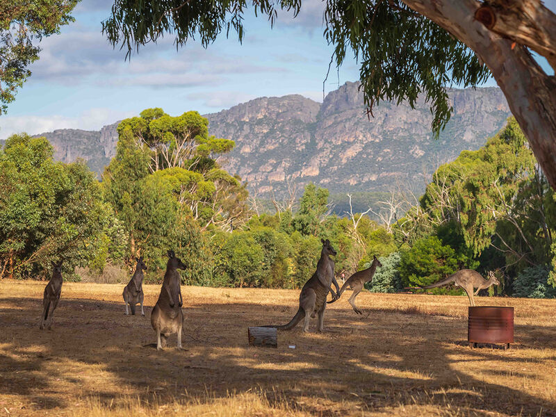 Kangaroos - Happy Wanderer Wartook