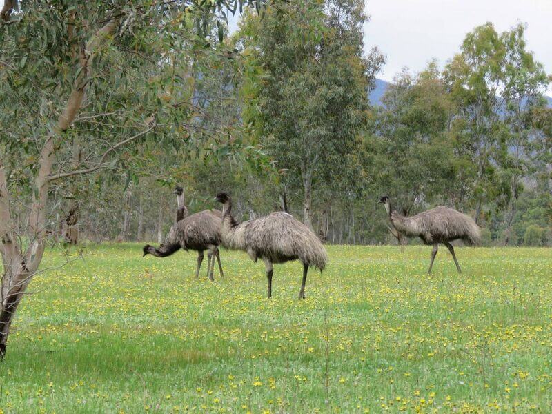 The Happy Wanderer Resort - The Grampians National Park