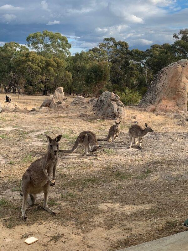 The Happy Wanderer Resort - The Grampians National Park