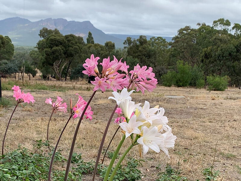 Wildflowers - Happy Wanderer Wartook