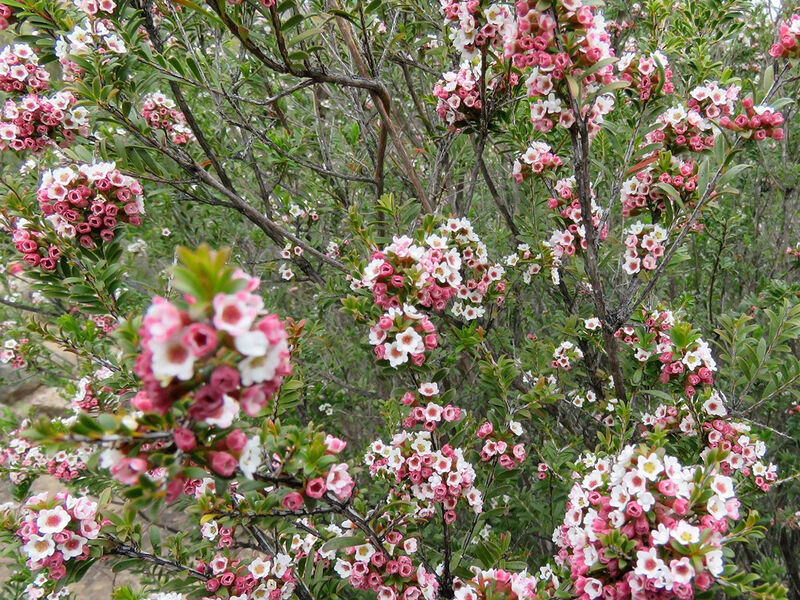 Wildflowers - Happy Wanderer Wartook