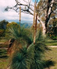 Xanthorrhoea Australis (Austral Grass Tree)