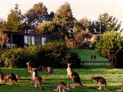 Native Kangaroos at the Grampians